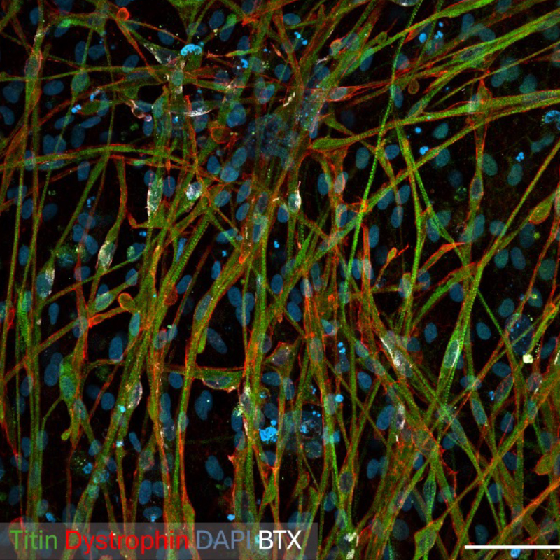 Human-mucles Human mucles